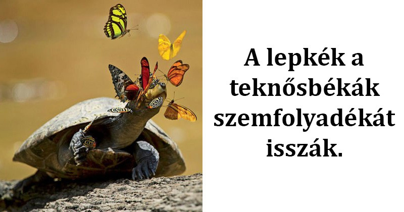 15 érdekes tény a világ dolgairól, amiről eddig biztosan nem hallottál