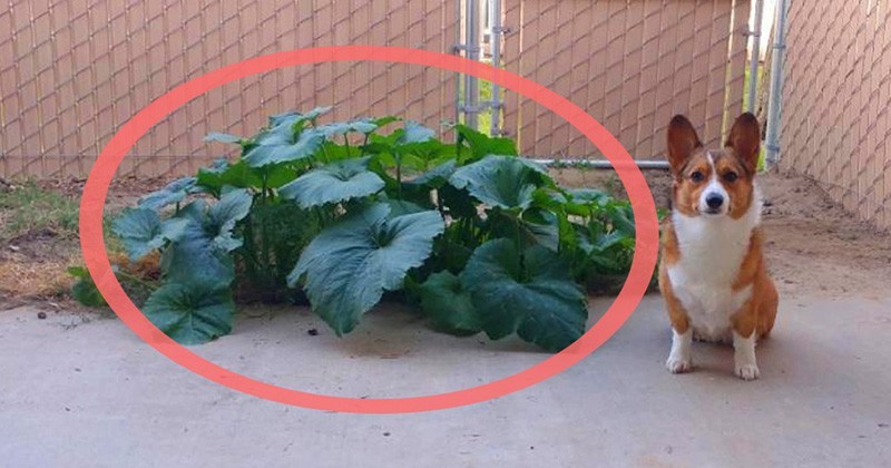 15 visítva nevetős kutyás snapchat üzenet, ami tutira neked is feldobja a napodat!