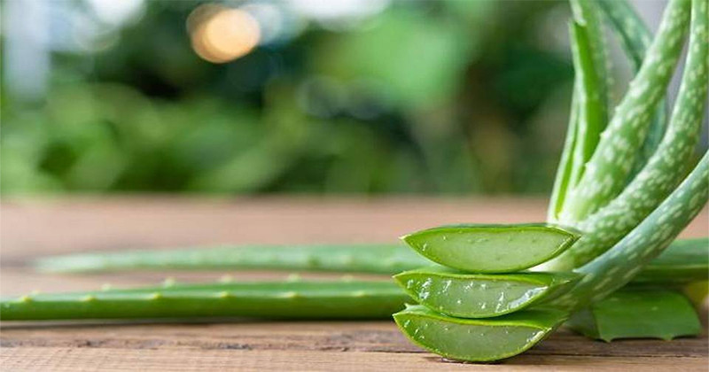 Az Aloe Vera Rejtelmei