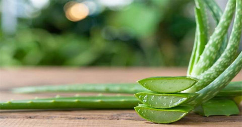 Az Aloe Vera Rejtelmei