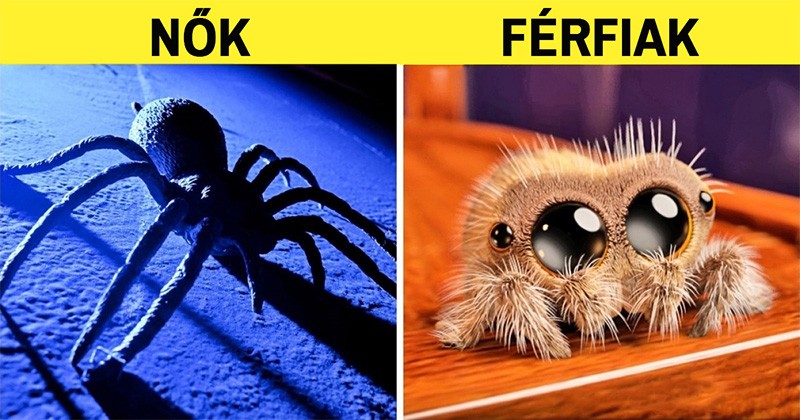 12 szemléletes példa, ami feltárja a férfi és a női logika közti különbségeket