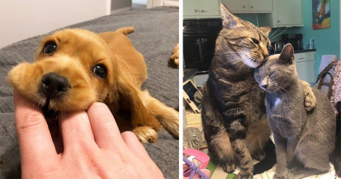 21 szívmelengető fotó, ami segít elűzni az őszi melankóliát